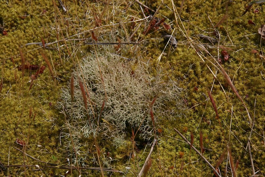 lichens et mousses
