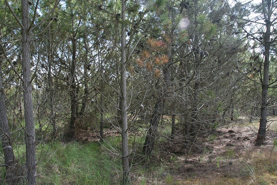 les pins n'apprécient pas le sol humide et saumâtre