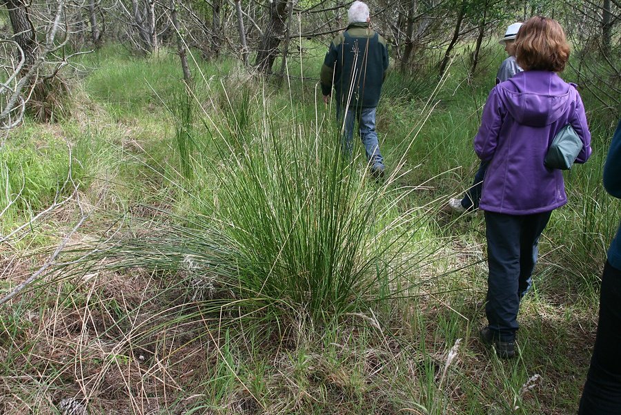 de l'eau douce, la preuve par la présence des joncs