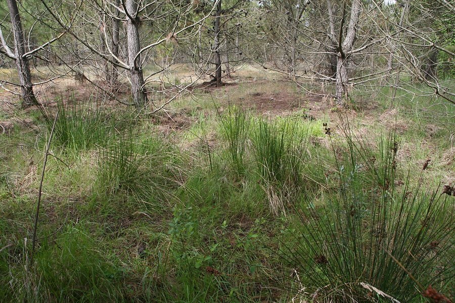 joncs dans les zones creuses pins sur les dunes sableuses