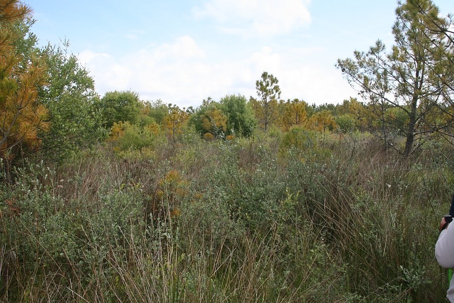 cuvette humide et sa végétation basse
