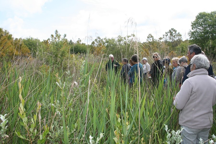 progression entre roseaux et joncs