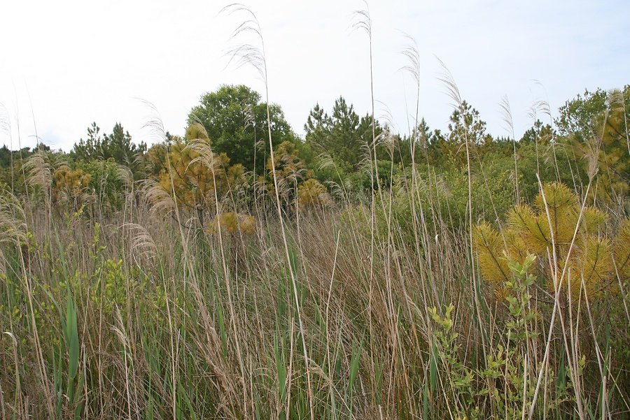 cette diversité s'explique par l'histoire de l'évolution du littoral et 'ensablement