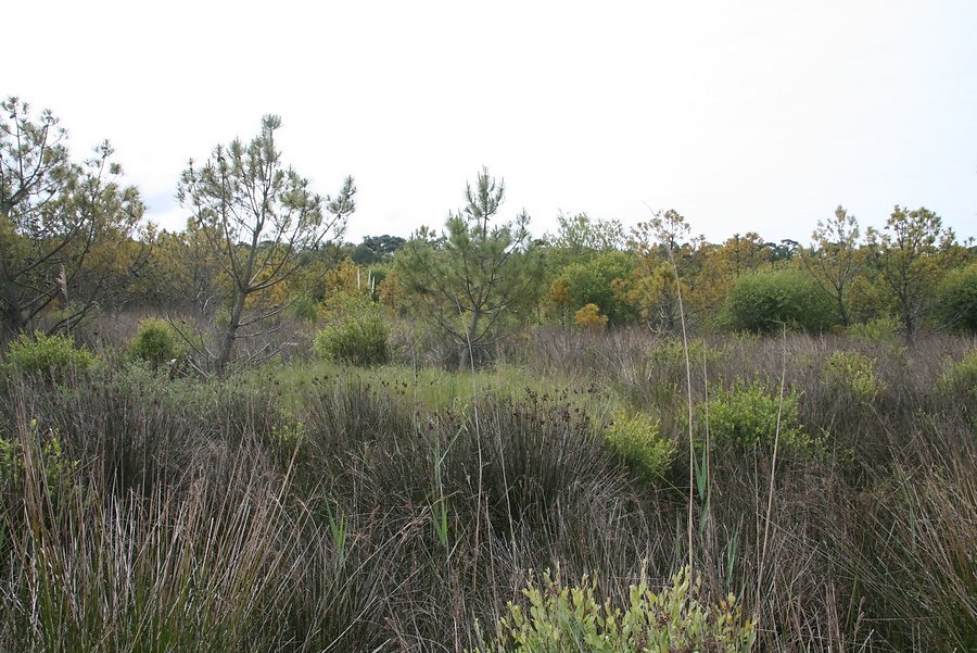 végétation très variée