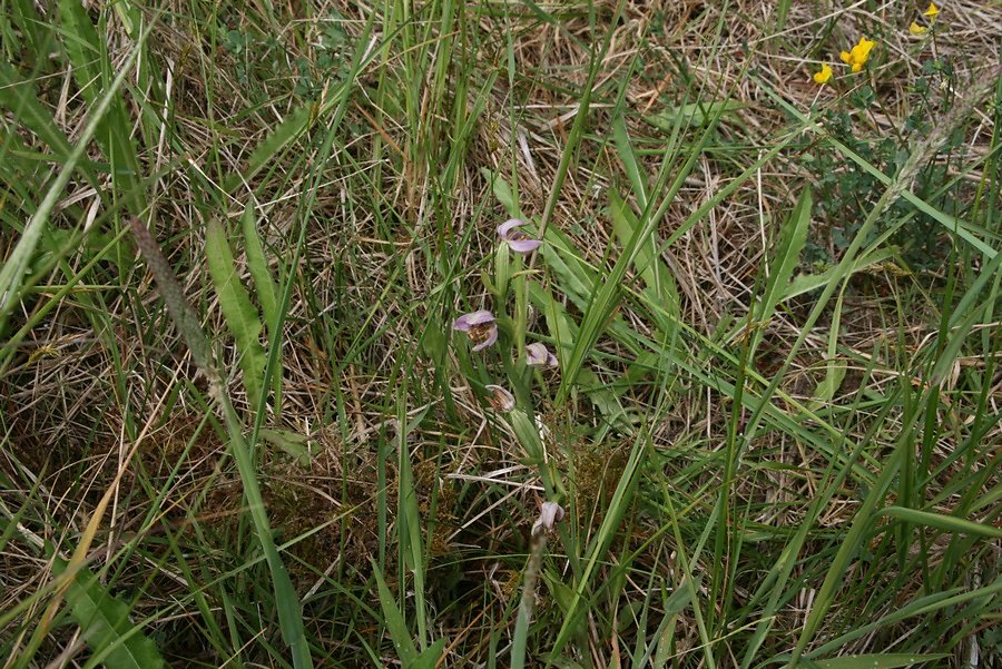orchidée en début de floraison