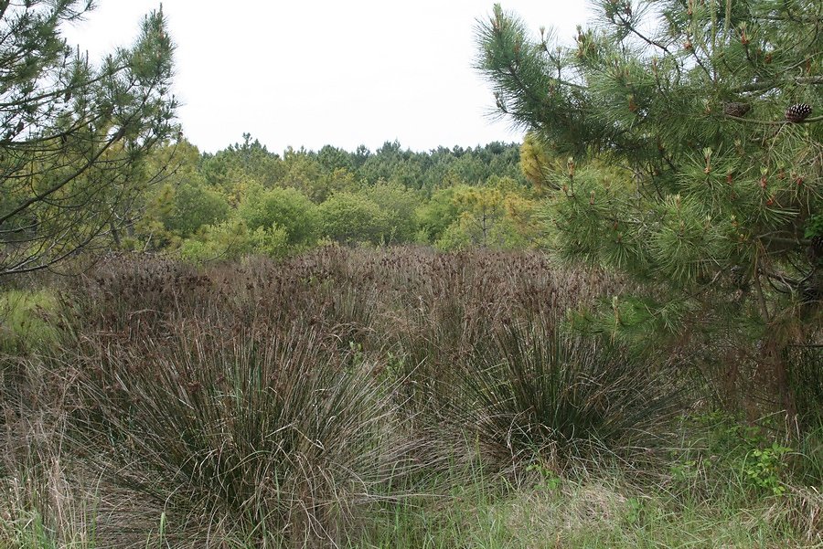 Dépression humide et joncs