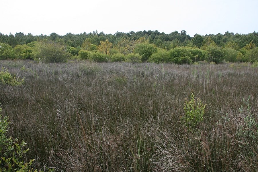 cuvette caractéristique