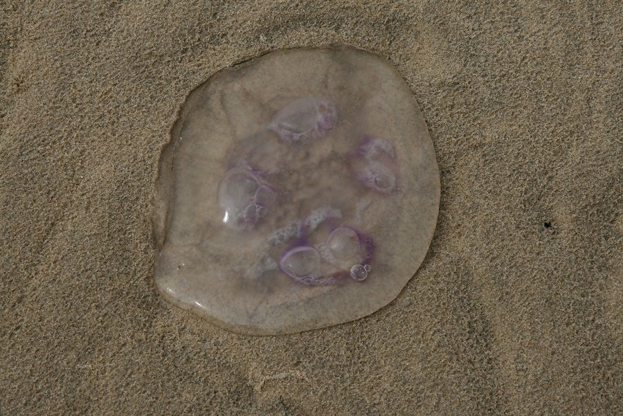 méduse échouée sur le sable