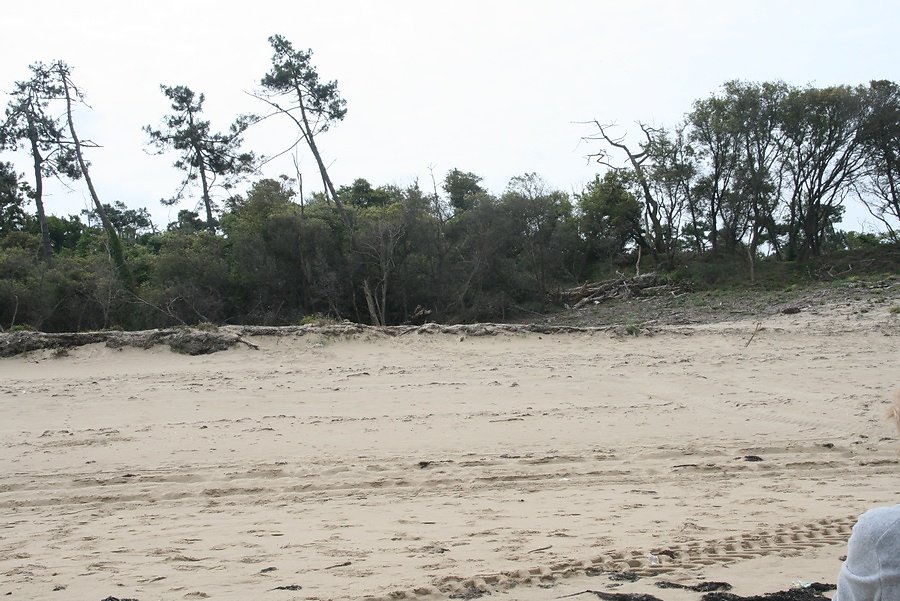 plage et naissance de la forêt