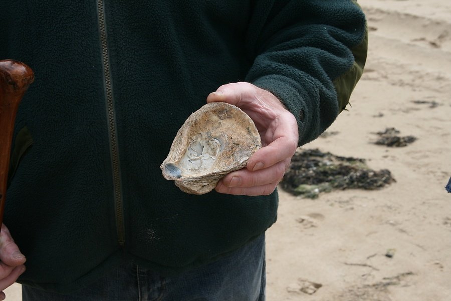 huître plate ancienne