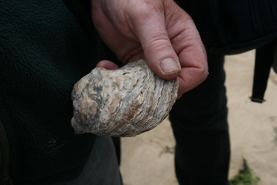on peut estimer son âge par les cernes