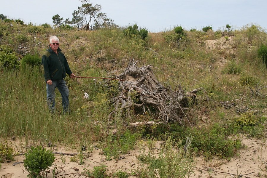 racine de pin arrachée par la mer
