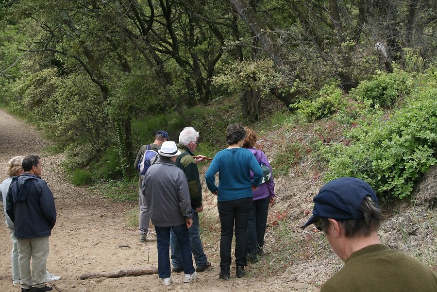 progression vers la forêt