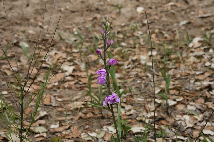 céphalanthère rouge