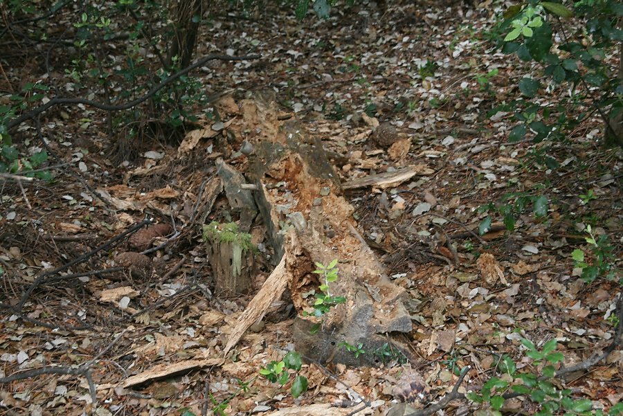 tronc en décomposition (humus)
