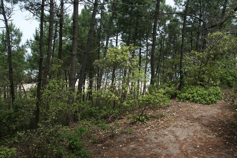 dune boisée au dessus de la plage