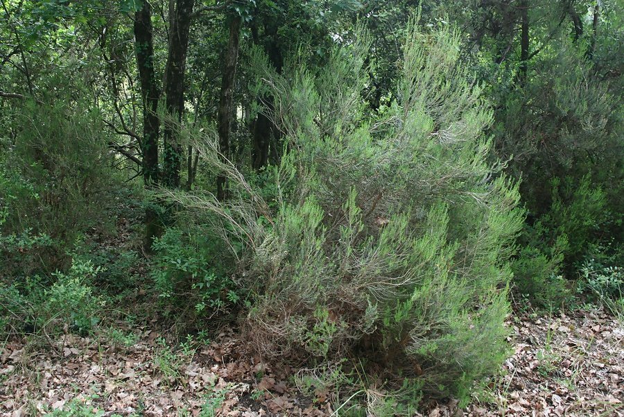 bruyère à balai (brande)