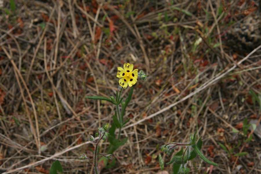 hélianthème à goutte