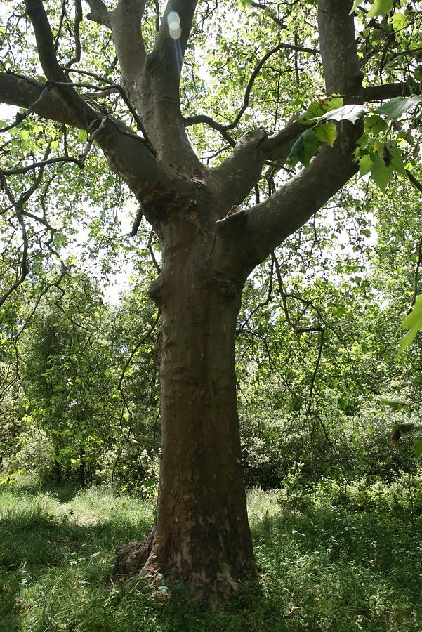 arbre d'environ 200 ans
