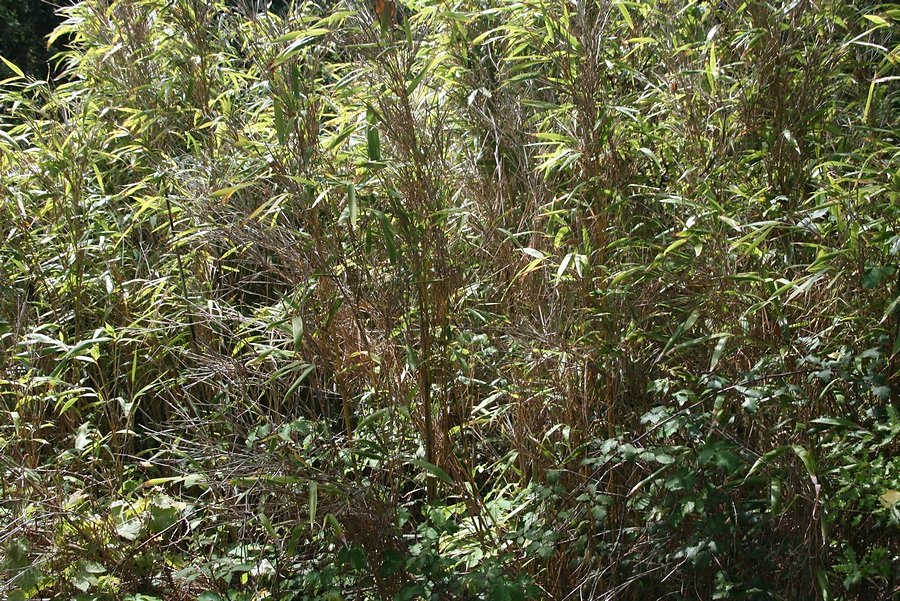 ancien jardin forestier