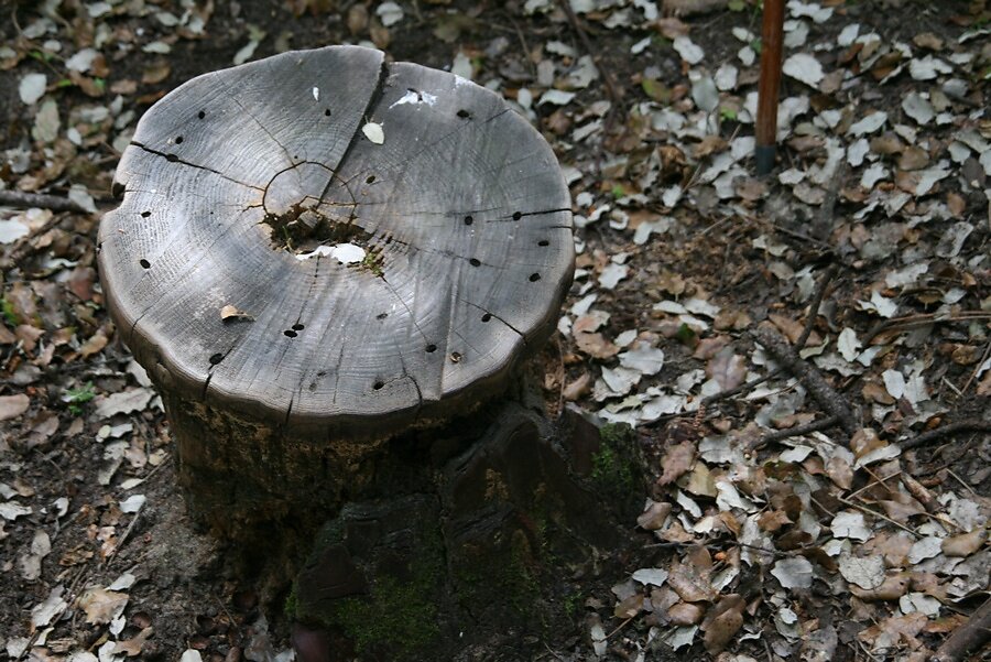 tronc lustré par les sangliers