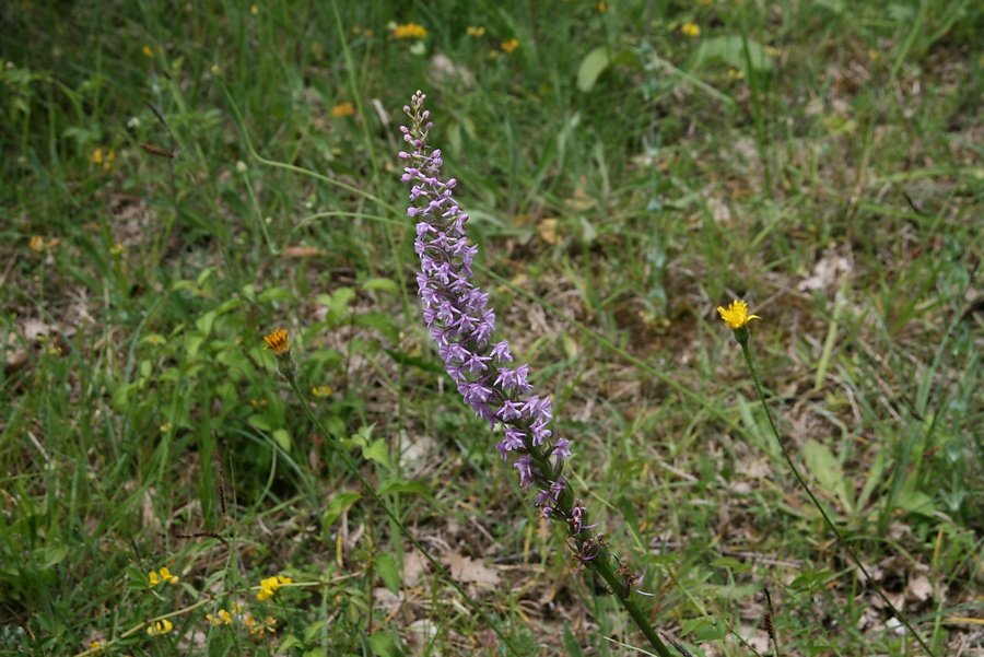 orchis moustique