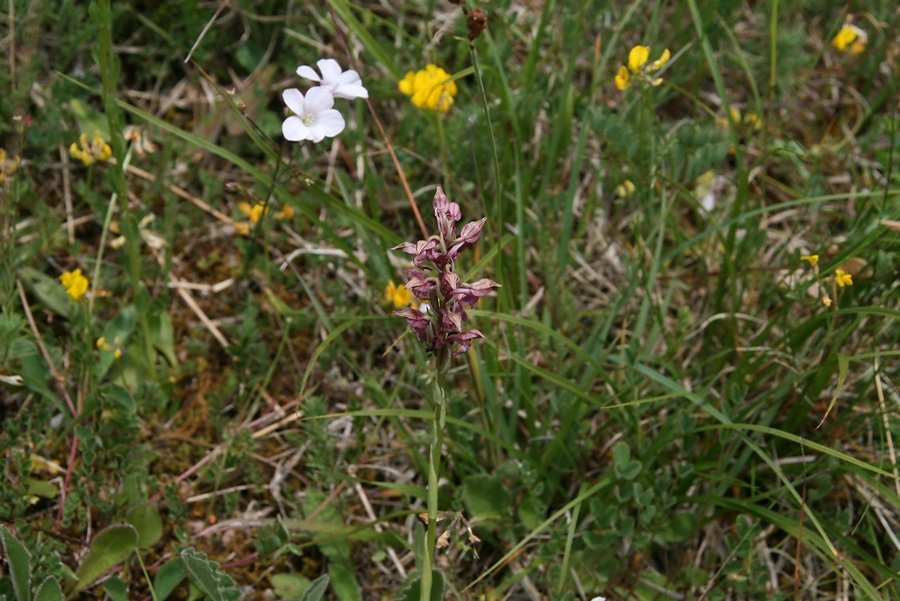 orchis odorant