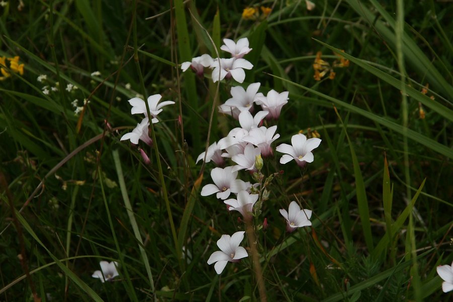 fleurs de lin à feuilles étroites
