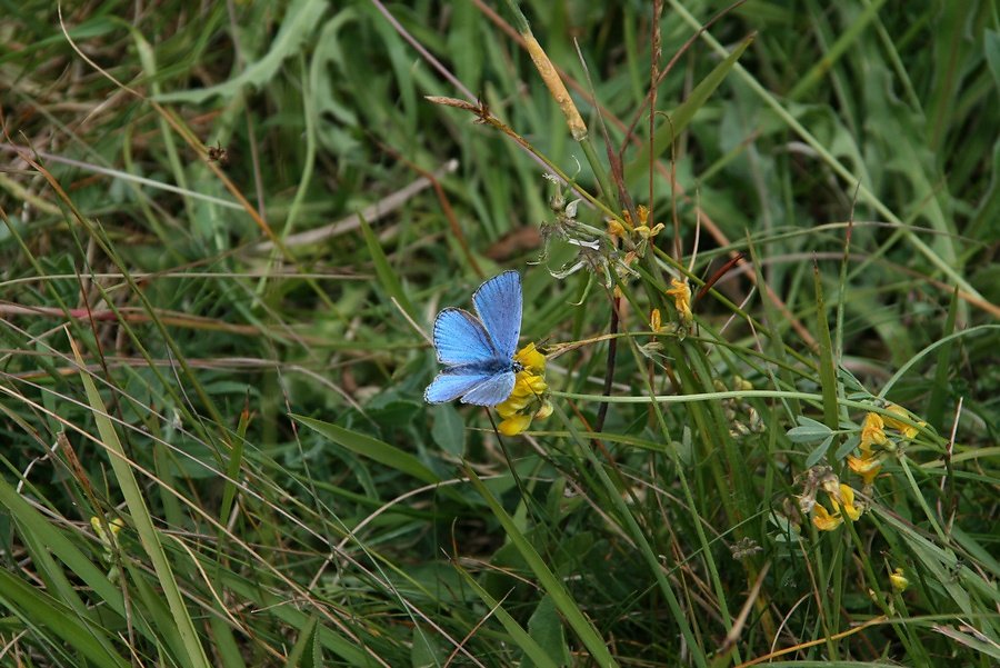 avec toutes ces fleurs beaucoup de papillons