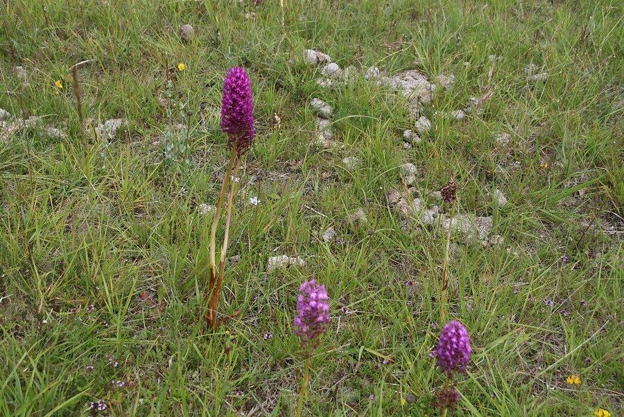 orchis pyramidale
