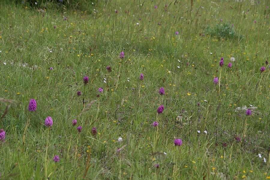 des dizaines d'orchidées sauvages