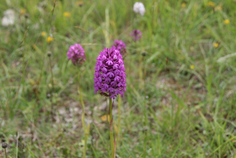 orchis pyramidale