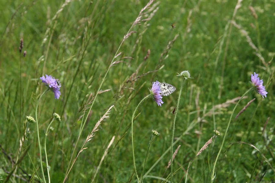 papillon demi doeuil