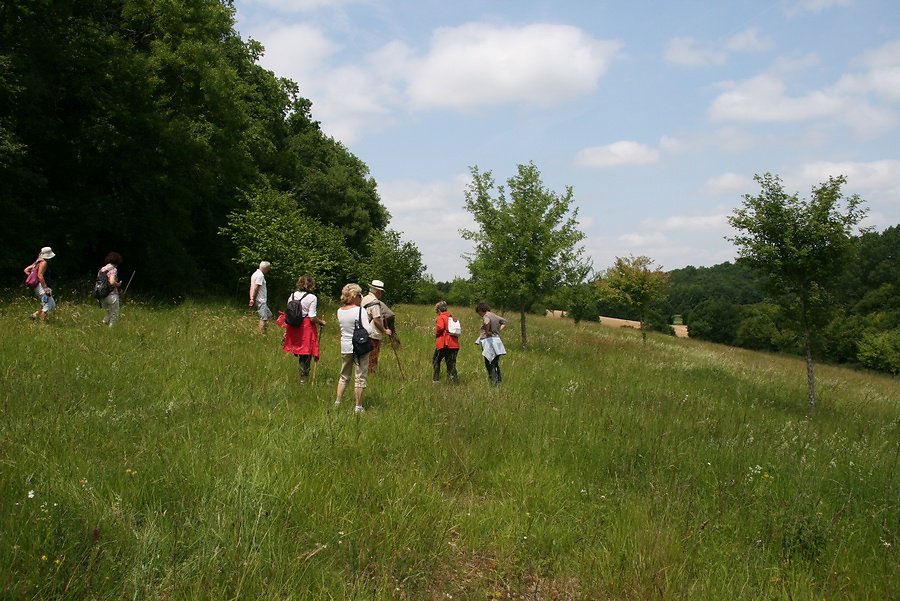 des centaines d'orchidées