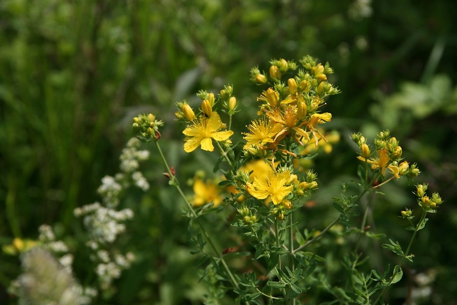 Millepertuis à trous