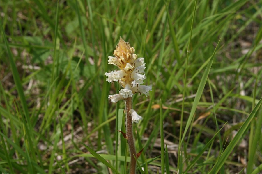 Orobanche blanche