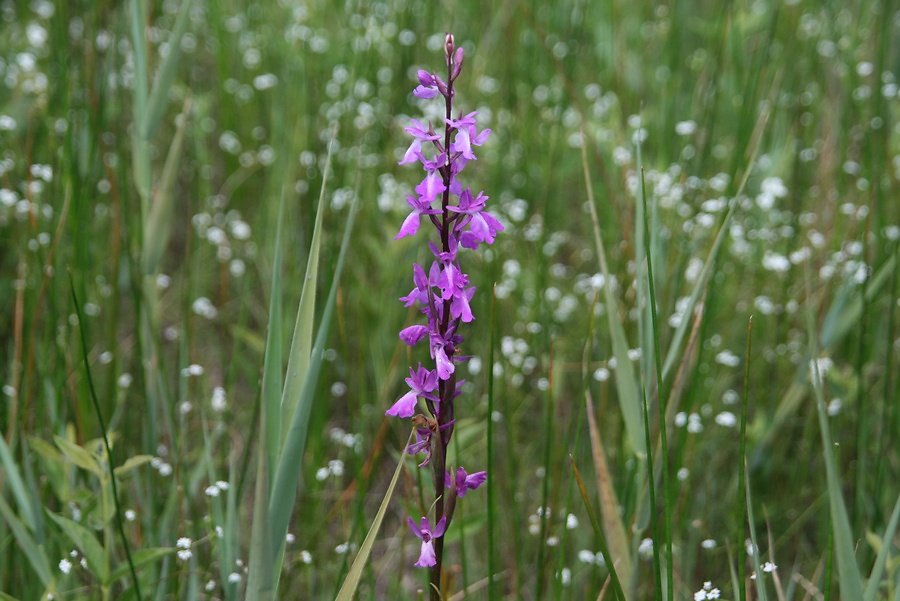 orchis des marais