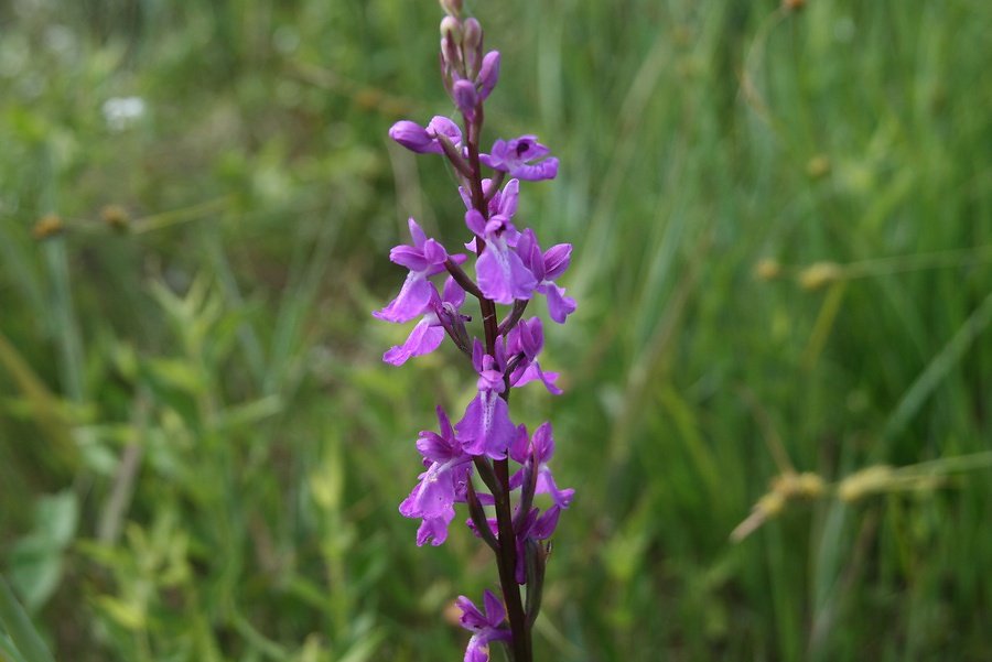 orchis des marais
