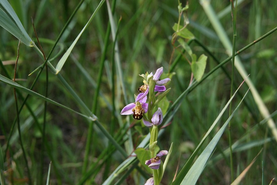 orchis abeille