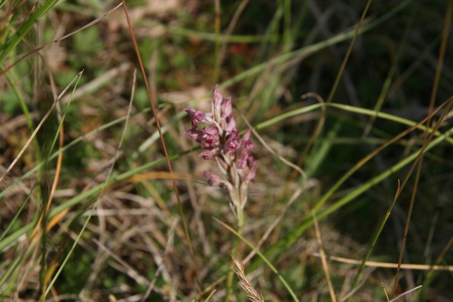 Orchis d'Argenson