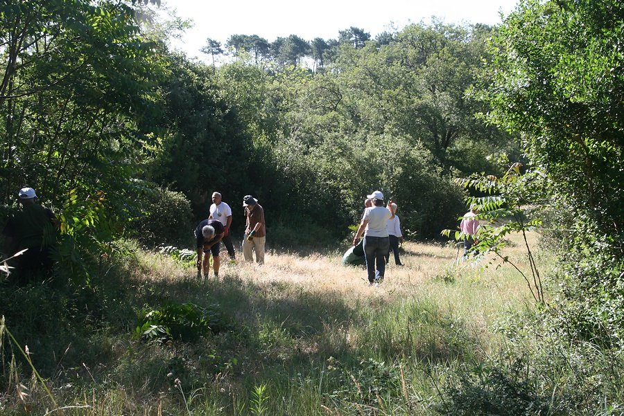 éliminer les ailantes par arrachage ou coupe au pied