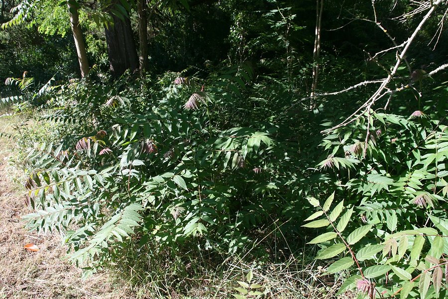 il y a fort à faire