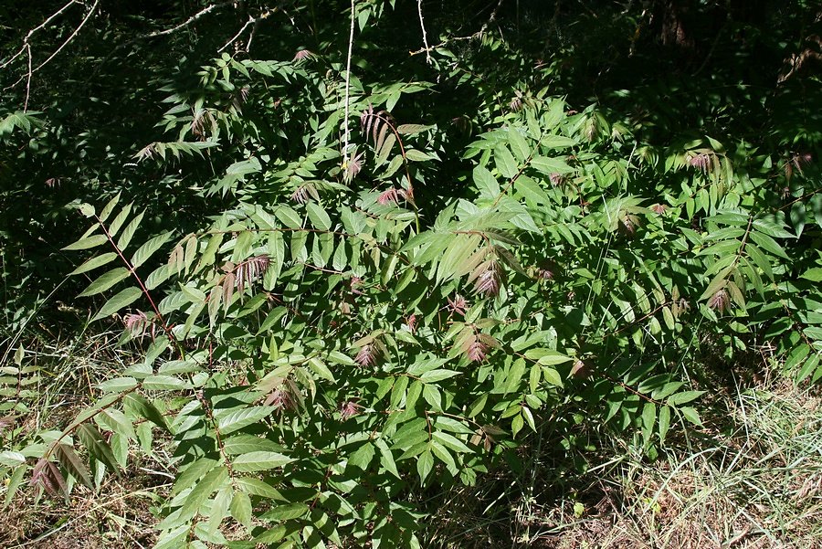 les ailantes envahissent les allées du jardin 