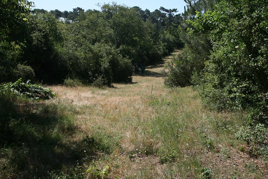 des petits tas de coupes effectuées