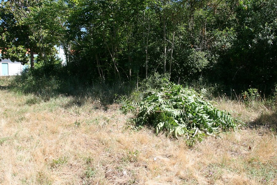 un 1 er tas de coupes