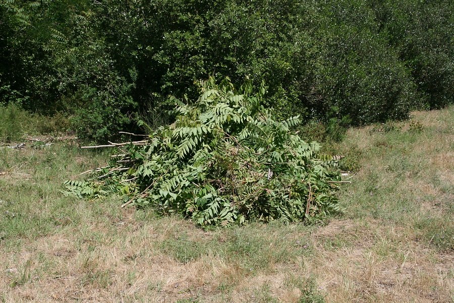 rassemblons nos coupes