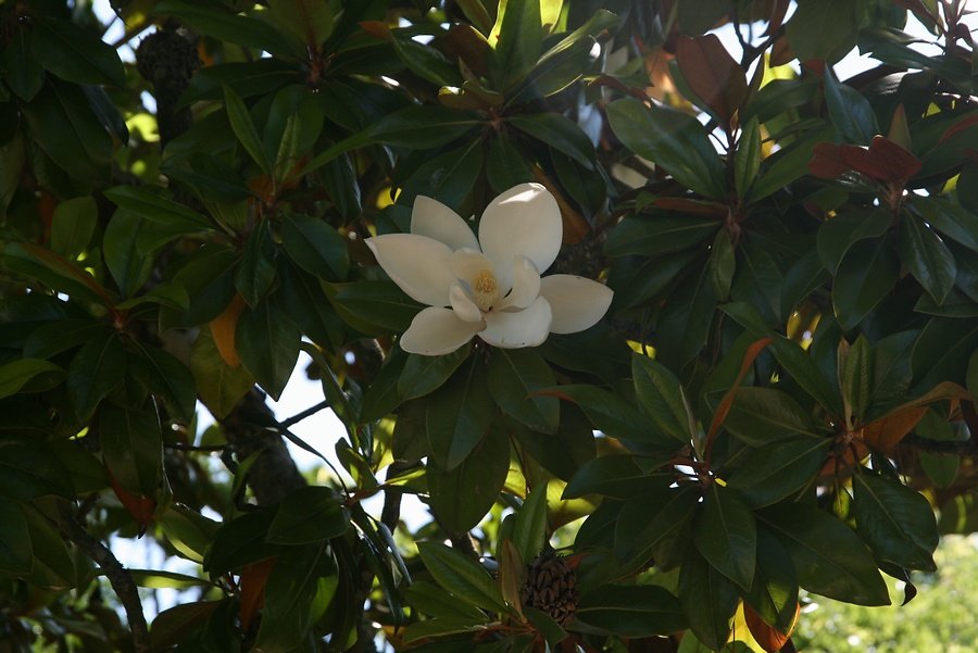 récompense, magnolia en fleur, 