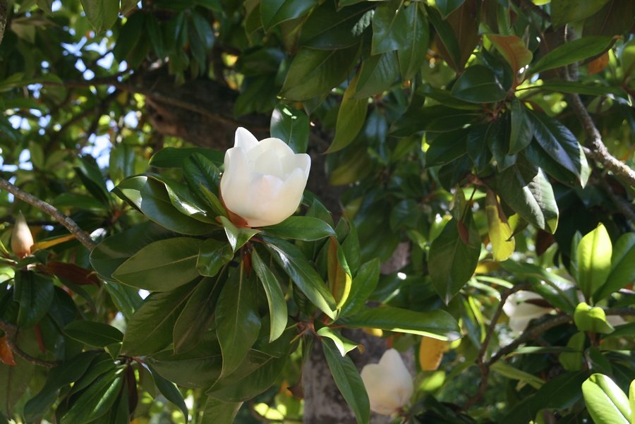 magnolia