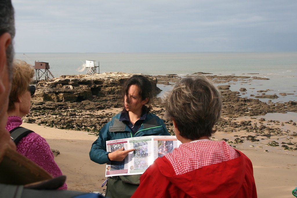 les différentes sortes d'algues