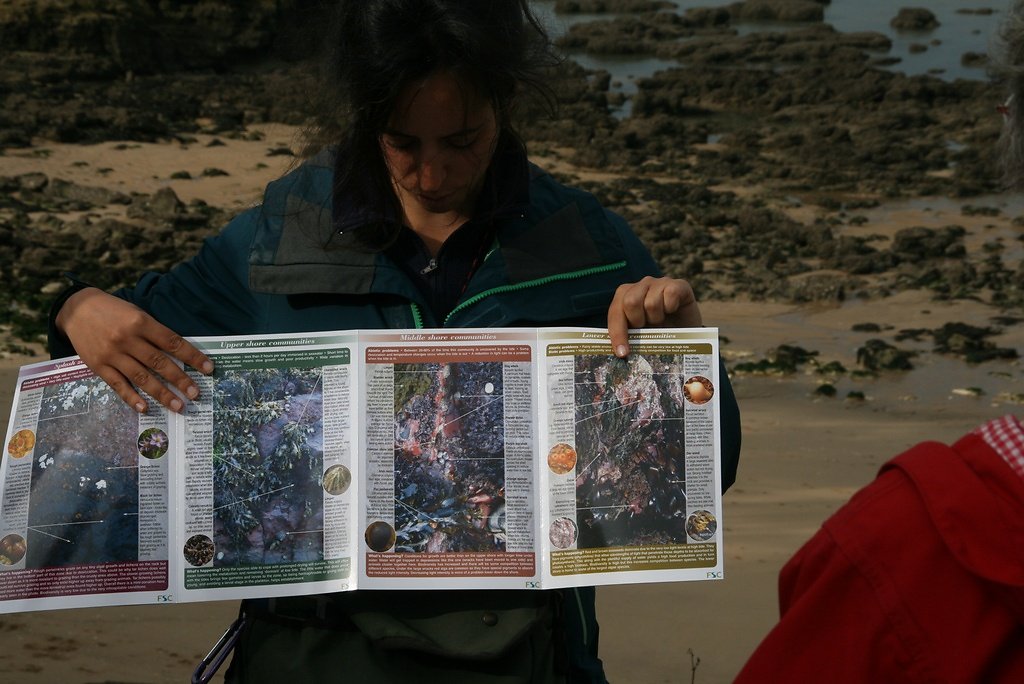 de très nombreuses espèces, rouges, brunes ou vertes